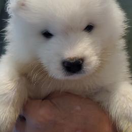 Samoyed Puppies from White Sea Samoyeds