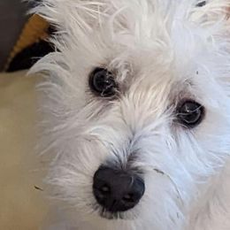 Scottish Terriers and West Highland White Terriers from Curry Hill Westies and Scotties