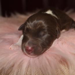Lala - Red tri-color female Australian Shepherd puppy in Star City, Arkansas from Circle P Farm Australian Shepherds