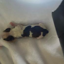 Boy 1 - Black and white male Chihuahua puppy in Red Bluff, California from Aye Chihuahua