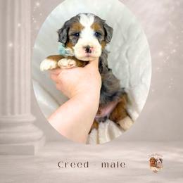 Creed - Merle male Bernedoodle puppy in Canton, Georgia from Teddy Puppies