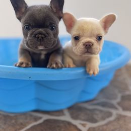 French Bulldog Puppies from IB Kennels