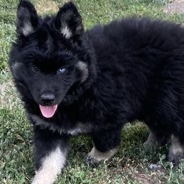 Girl 1 - Black tan and white Siberian Husky puppy in Butler, Missouri from Felwinter Woolies