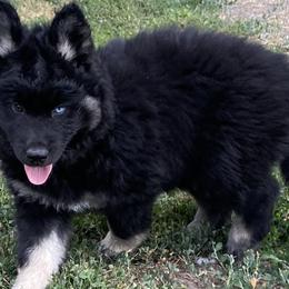 Girl 1 - Black tan and white Siberian Husky puppy in Butler, Missouri from Felwinter Woolies