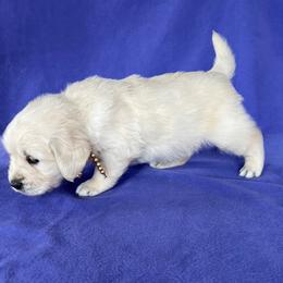 Golden Retriever Puppies from Cream of the Crop Kennel