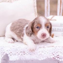 AKC-Lola - Piebald female Dachshund puppy in Knox City, Missouri from Brittney's Dachshunds