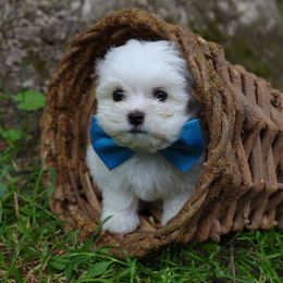 Companion Cross, Mal-Shi, Maltese, Maltipoo, Morkie, and Shih Tzu Puppies from Seeking Shalom Acres Maltese, Maltipoos & Havamalts