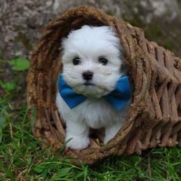 Companion Cross, Mal-Shi, Maltese, Maltipoo, Morkie, and Shih Tzu Puppies from Seeking Shalom Acres Maltese, Maltipoos & Havamalts