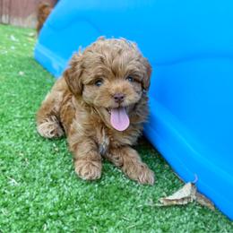 Toy F1b - Red male Cavapoo puppy in Wamego, Kansas from Doodles of Oz