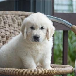 Luna - Light golden female Golden Retriever puppy in Saint Joe, Indiana from Golden Acres Farm