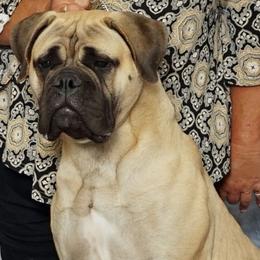 Kiss - Bullmastiff