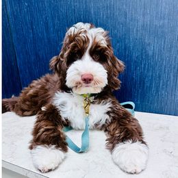 Australian Labradoodle All Grown Up from Cahaba Doodles