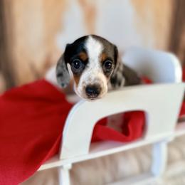 Margery - Dapple female Dachshund puppy in Westport, Kentucky from Lonestar Creek Farm