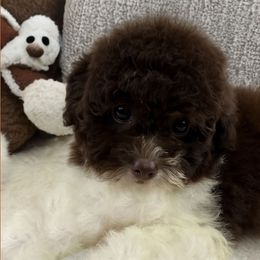 Mocha - Parti female Poodle puppy in Queens, New York from The 2 Musketeers_Cockapoos