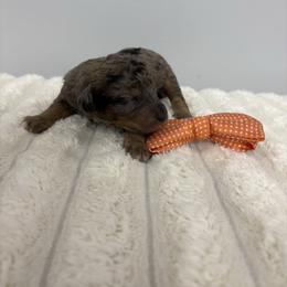 Orange collar - Blue merle male Bernedoodle puppy in Calico Rock, Arkansas from Cottrell’s Poodles & Doodles