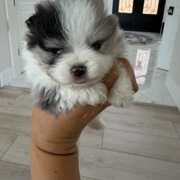 Boy 3 - Tri-colored male Pomeranian puppy in Meridian, Idaho from Precious poms