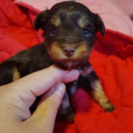 Alice - Liver female Miniature Schnauzer puppy in Florida from Central Florida Schnauzers
