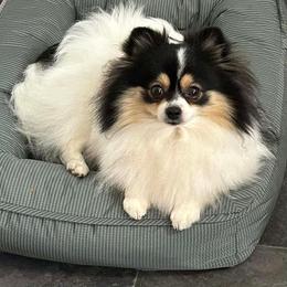 Cricket - Tri-colored female Pomeranian puppy in Douglas, Massachusetts from Country Oak Poms LLC