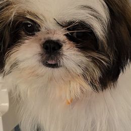 Tribilin - Cream and white male Shih Tzu puppy in Hialeah, Florida from Shih Tzu Miami