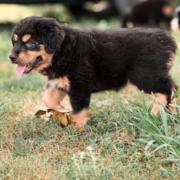 Mandy - Black tri female Miniature Australian Shepherd puppy in Polk City, Florida from Skaky Shepherds
