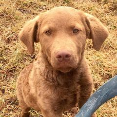 Chesapeake Bay Retrievers from Camptown Chesapeakes