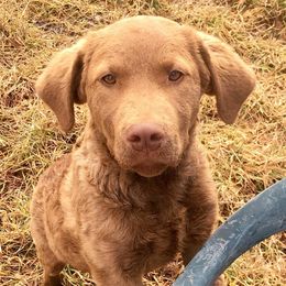 Chesapeake Bay Retrievers from Camptown Chesapeakes