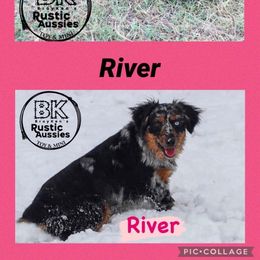 Miniature Australian Shepherd and Toy Australian Shepherd All Grown Up from BK Rustic Aussies
