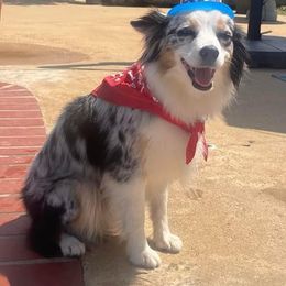 Aussiedoodles, Miniature Australian Shepherds, and Poodles from K Kountry Farm