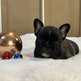 French Bulldog and Nova Scotia Duck Tolling Retriever Puppies from Folklore Den