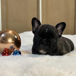 French Bulldog and Nova Scotia Duck Tolling Retriever Puppies from Folklore Den