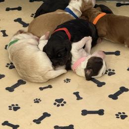 Australian Labradoodle Puppies from Napa Valley Australian Labradoodles