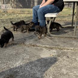 German Shepherd Puppies from Legacy K9’s