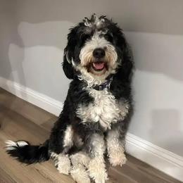 Maisey Roo Grey - Bernedoodle