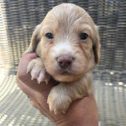 Blaze - Cream male Dachshund puppy in Madera, California from Winnie’s Doxies
