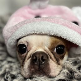 Roe - Boston Terrier