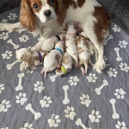 Cavalier King Charles Spaniel Puppies from Christina’s Cavaliers