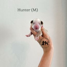 Hunter - Parti male Poodle puppy in Queen Creek, Arizona from Poised Poodles