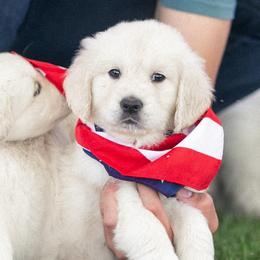 Angel - Light golden female Golden Retriever puppy in Morris, Minnesota from Midwest English Cream Goldens