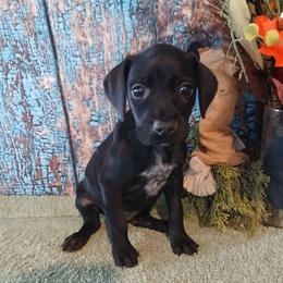Girl 5 - Black and white female German Shorthaired Pointer puppy in Laporte, Minnesota from Northern Odyssey Gun Dogs