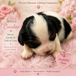 Tracy - Tri-color female Cavalier King Charles Spaniel puppy in Walterboro, South Carolina from Puddlejumpers