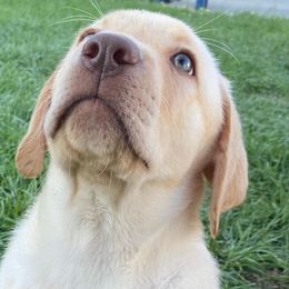 Labrador Retrievers from Barefoot Family Labs