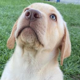 Labrador Retrievers from Barefoot Family Labs