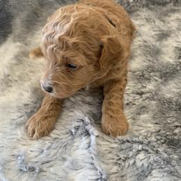Penny - Apricot female Goldendoodle puppy in Haddam, Kansas from Golden B Acres