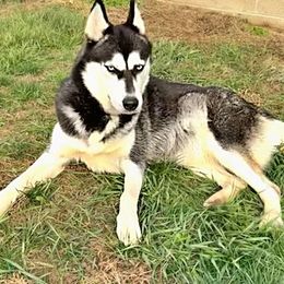 Lexa - Siberian Husky