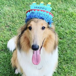 Collies from Lampost Kennels