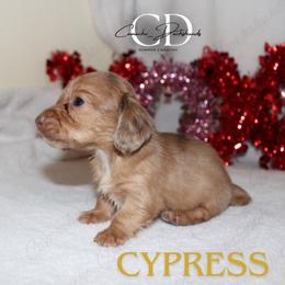 Cypress - Dapple female Dachshund puppy in Huntington, Texas from Camacho_Dachshunds