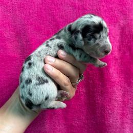 Bristol - Dapple female Dachshund puppy in Lincoln, Arkansas from Red Dirt Dachshunds
