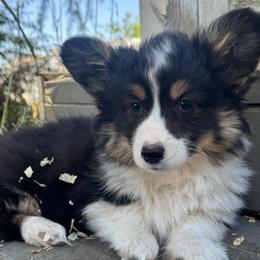 Eddie (Fluffy) - Black and tan male American Corgi puppy in East Oakdale, California from Rhettro Kennels