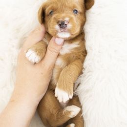 Goldendoodle, Irish Doodle, Labradoodle, and Poodle Puppies from Desert Doodles