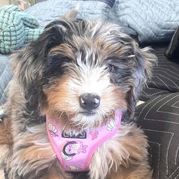 Bernedoodles from Sweet Honey Doodles